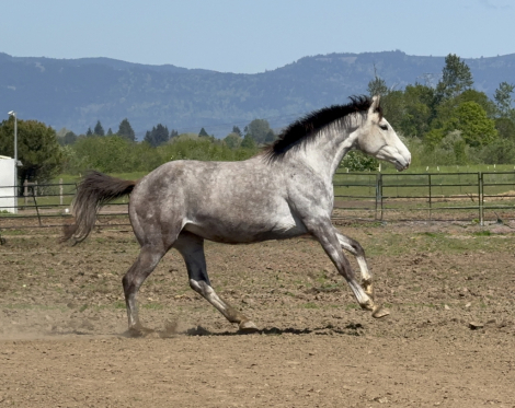 HorseID: 2312019 Poppy - PhotoID: 1097046