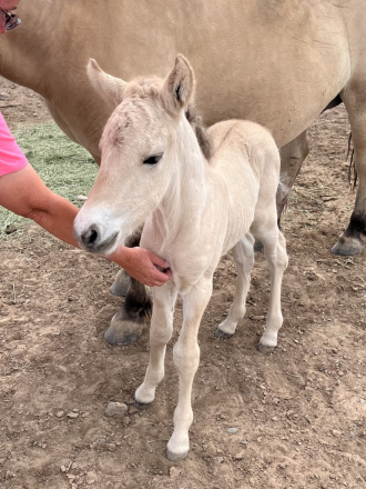 HorseID: 2312026 Thunder Mountain Ablasjon - PhotoID: 1097047