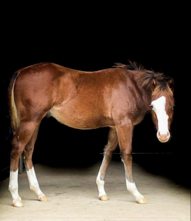 HorseID: 2312030 SPOOKNTRASHY - PhotoID: 1097048