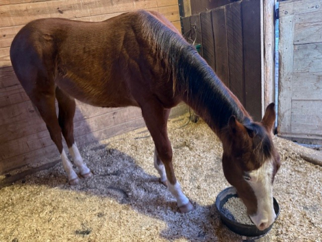 HorseID: 2312030 SPOOKNTRASHY - PhotoID: 1097049