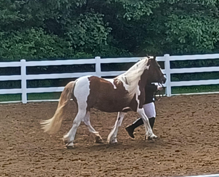 HorseID: 2312032 Lelo - PhotoID: 1097050