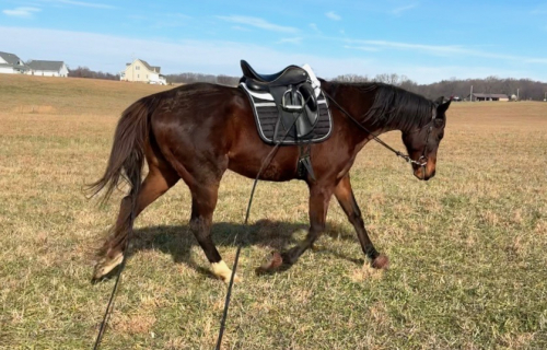 HorseID: 2312037 My Wrote - PhotoID: 1097056