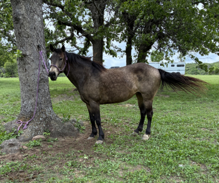 HorseID: 2312038 Whiskey - PhotoID: 1097057