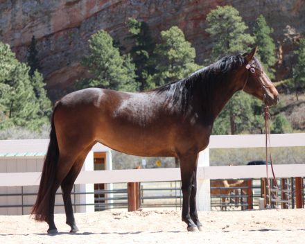 HorseID: 2312049 Lady Anne McCurdy - PhotoID: 1097060