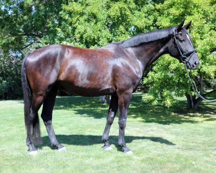 HorseID: 2312079 Leopold - PhotoID: 1097078