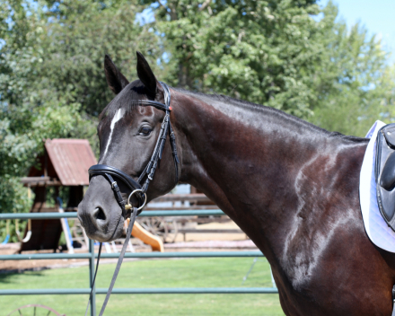 HorseID: 2312079 Leopold - PhotoID: 1097079