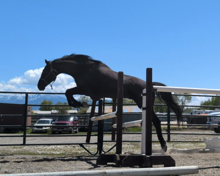 HorseID: 2312079 Leopold - PhotoID: 1097080