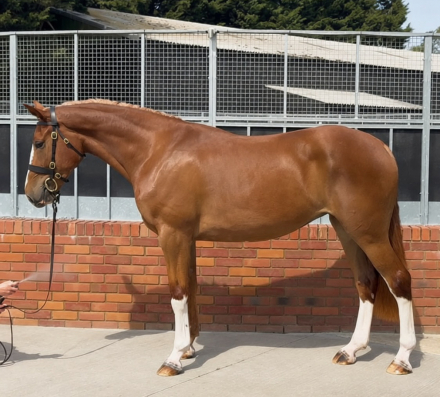 HorseID: 2312084 GLORIOUS GOLA - PhotoID: 1097083