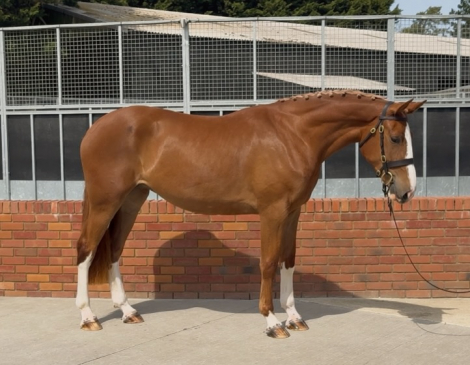 HorseID: 2312084 GLORIOUS GOLA - PhotoID: 1097084