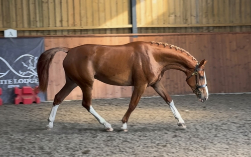 HorseID: 2312084 GLORIOUS GOLA - PhotoID: 1097085