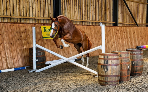 HorseID: 2312084 GLORIOUS GOLA - PhotoID: 1097086