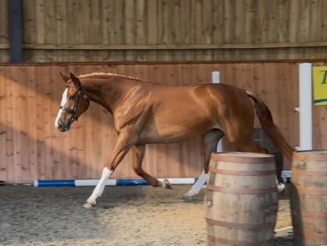 HorseID: 2312084 GLORIOUS GOLA - PhotoID: 1097087
