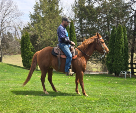 HorseID: 2312085 Surely A Charmer - PhotoID: 1097088