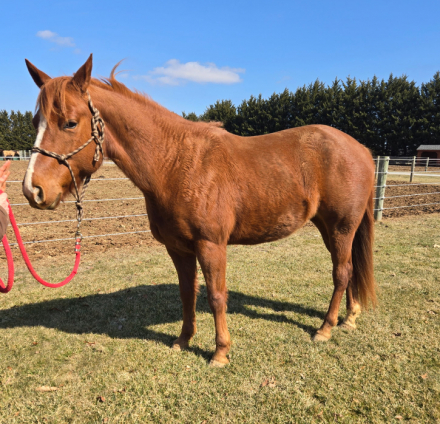 HorseID: 2312085 Surely A Charmer - PhotoID: 1097089