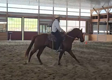 HorseID: 2312085 Surely A Charmer - PhotoID: 1097090