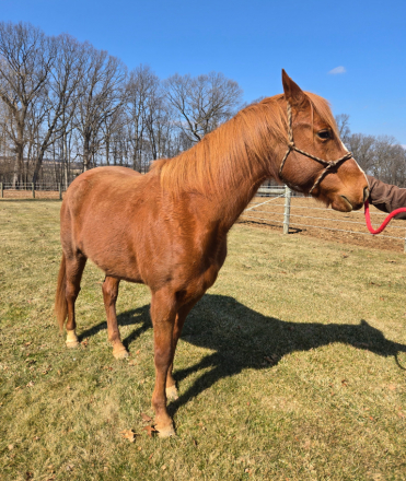 HorseID: 2312085 Surely A Charmer - PhotoID: 1097091