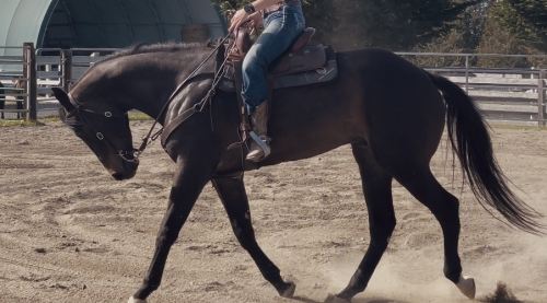 HorseID: 2312089 ZMP Justin Time - PhotoID: 1097097