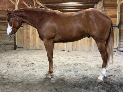 HorseID: 2312096 LPH Checkk me out - PhotoID: 1097107