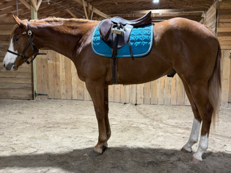 HorseID: 2312096 LPH Checkk me out - PhotoID: 1097108