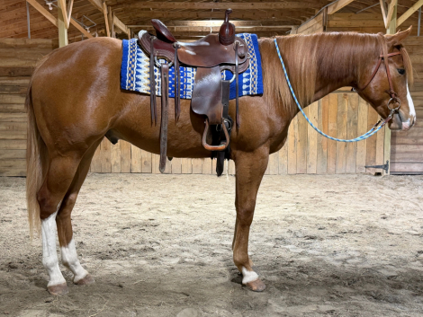 HorseID: 2312096 LPH Checkk me out - PhotoID: 1097109