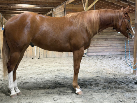 HorseID: 2312096 LPH Checkk me out - PhotoID: 1097110