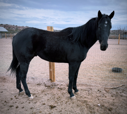 HorseID: 2312098 The Black - PhotoID: 1097112