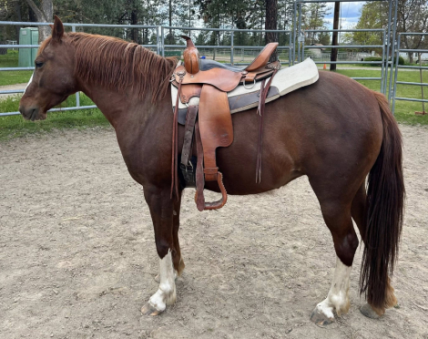 HorseID: 2312107 Raynne - PhotoID: 1097113