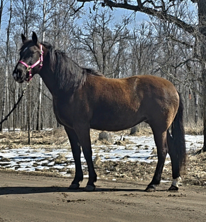 HorseID: 2312114 Oldie's Honey Gold - PhotoID: 1097114