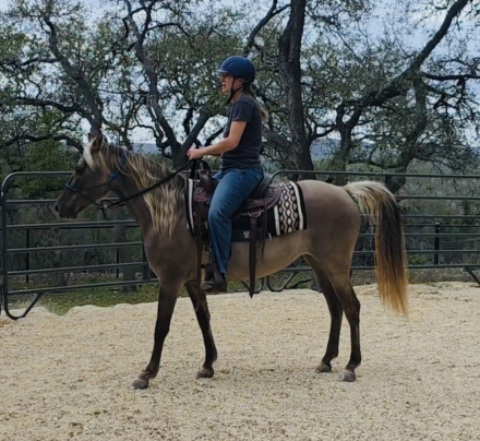 HorseID: 2312116 American Darling - PhotoID: 1097116