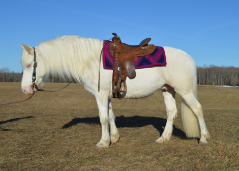 HorseID: 2312117 Blizzard - PhotoID: 1097117