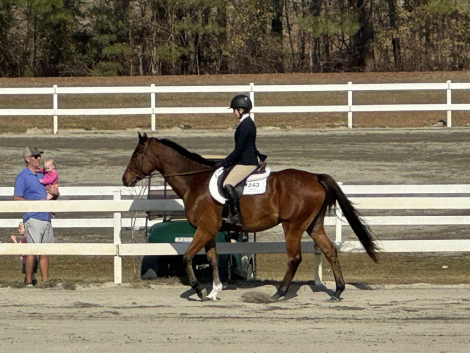 HorseID: 2312131 Equilibrium - PhotoID: 1097126