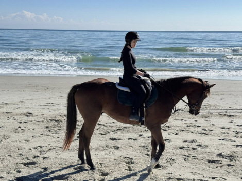 HorseID: 2312131 Equilibrium - PhotoID: 1097127