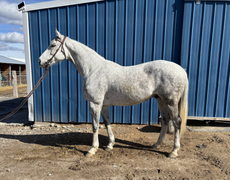 HorseID: 2312132 Perseverance - PhotoID: 1097129