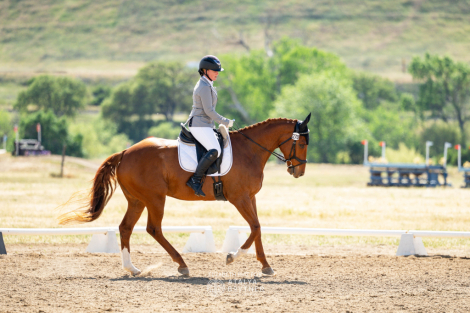 HorseID: 2312134 Rimrock - PhotoID: 1097131
