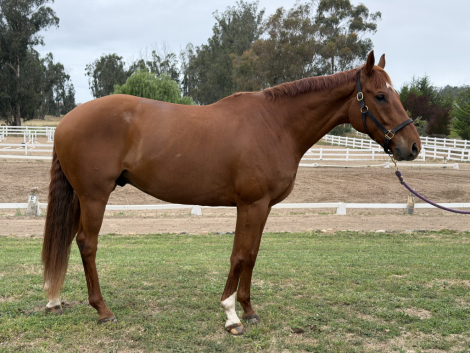 HorseID: 2312134 Rimrock - PhotoID: 1097133