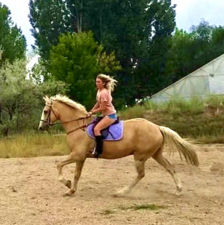 HorseID: 2312135 Flynn - PhotoID: 1097136