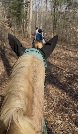 HorseID: 2312135 Flynn - PhotoID: 1097137