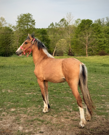 HorseID: 2312137 Danza del Sol - PhotoID: 1097140