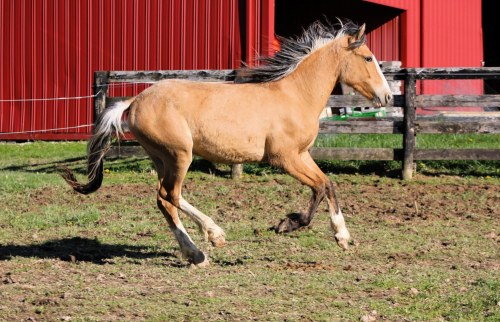 HorseID: 2312137 Danza del Sol - PhotoID: 1097141