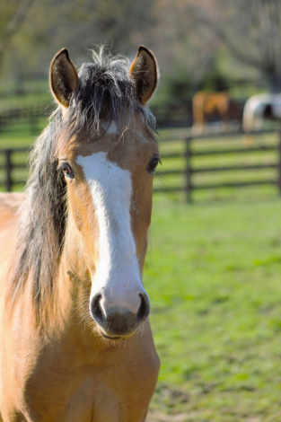 HorseID: 2312137 Danza del Sol - PhotoID: 1097142