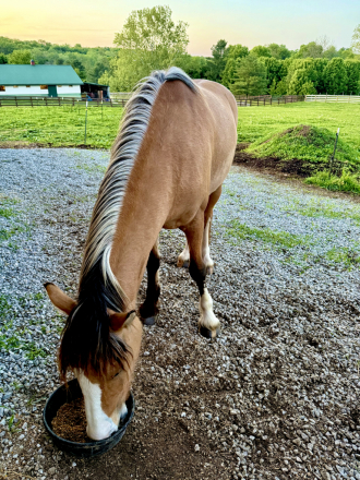 HorseID: 2312137 Danza del Sol - PhotoID: 1097143