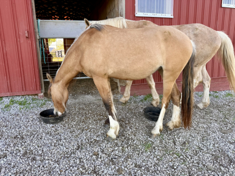 HorseID: 2312137 Danza del Sol - PhotoID: 1097144