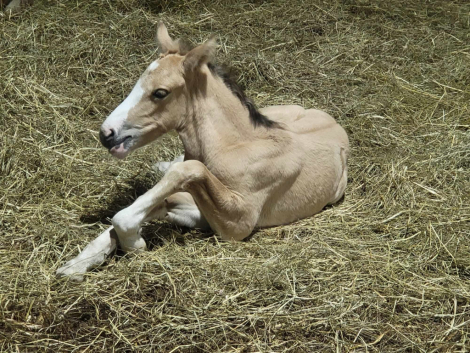 HorseID: 2312137 Danza del Sol - PhotoID: 1097145