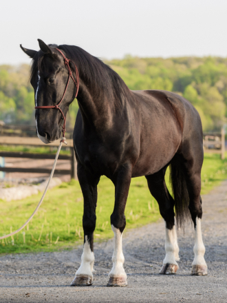 HorseID: 2312138 Honey Brook Prince - PhotoID: 1097171
