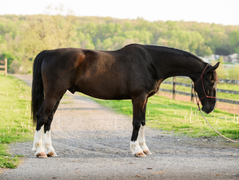 HorseID: 2312138 Honey Brook Prince - PhotoID: 1097172