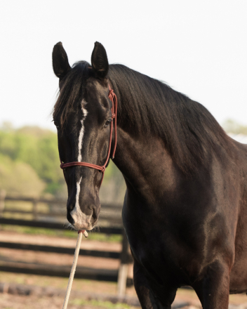 HorseID: 2312138 Honey Brook Prince - PhotoID: 1097173