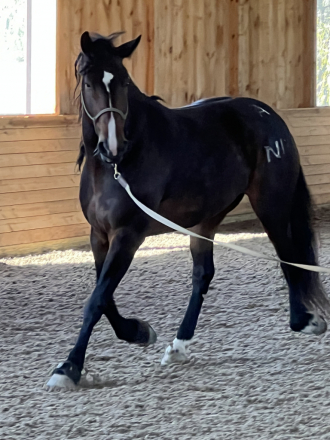 HorseID: 2312145 River - PhotoID: 1097147