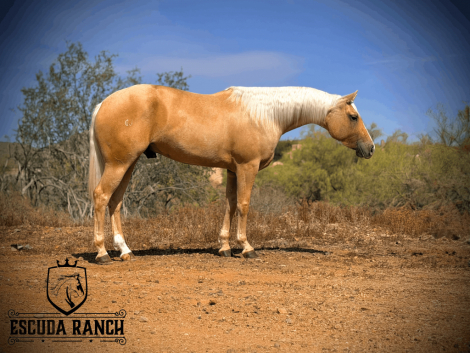 HorseID: 2312149 Zees Two Eyed Zorro - PhotoID: 1097150