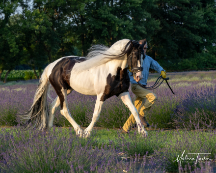 HorseID: 2312151 Emiel BP57 Sport Elite - PhotoID: 1097155