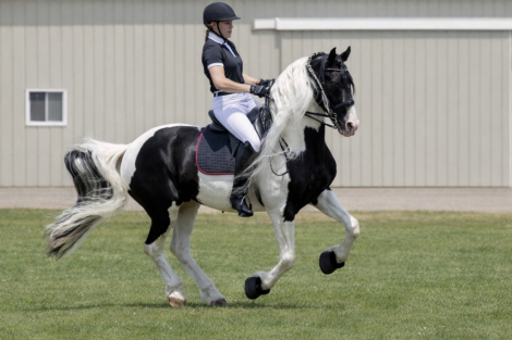 HorseID: 2312151 Emiel BP57 Sport Elite - PhotoID: 1097156